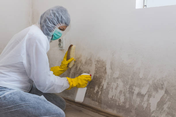 Best Airborne Mold Testing  in Weedpatch, CA