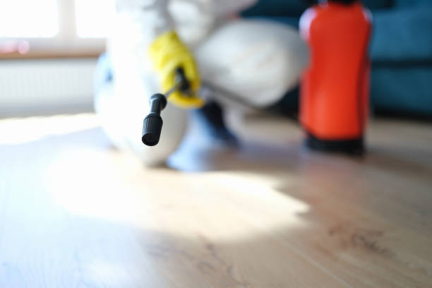 Trusted Weedpatch, CA Mold Removal Experts