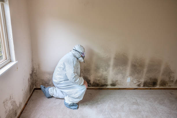 Best Commercial Mold Inspection  in Weedpatch, CA